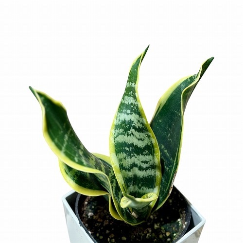 サンセベリア(サンスベリア) ツイスター 4号(個体おまかせ1鉢)｜芳樹園