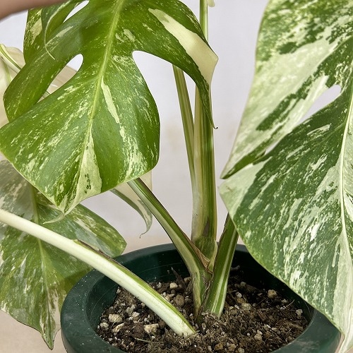 葉傷みあり 斑入りモンステラ ホワイトタイガー(白斑) 5号底面給水鉢