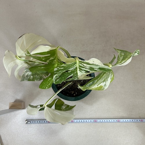 葉傷みあり 斑入りモンステラ ホワイトタイガー(白斑) 5号底面給水鉢