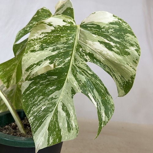 ぱ*ぉ様 斑入りモンステラ霜降りホワイトタイガー 5株おまとめ葉付き茎 葉傷みあり 斑入りモンステラ ホワイトタイガー(白斑) 5号底面