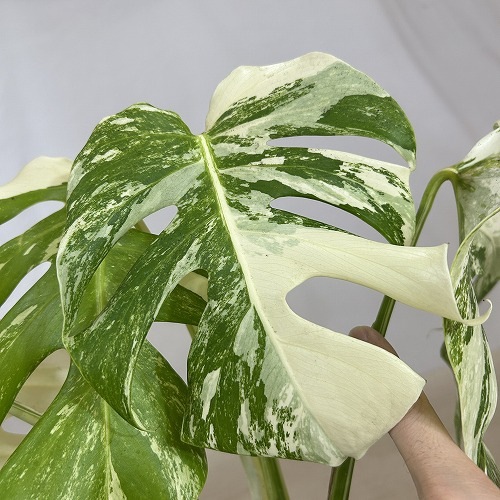 葉傷みあり 斑入りモンステラ ホワイトタイガー(白斑) 5号底面給水鉢