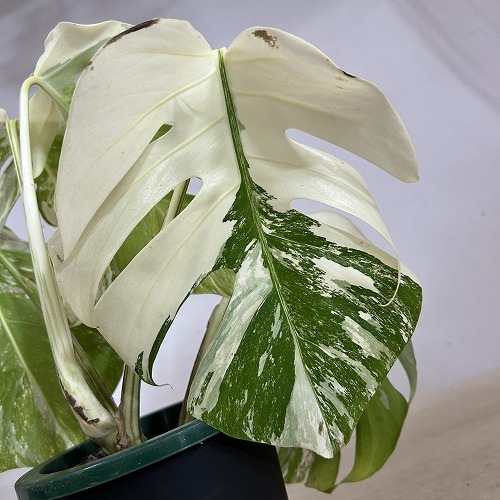 葉傷みあり 斑入りモンステラ ホワイトタイガー(白斑) 5号底面