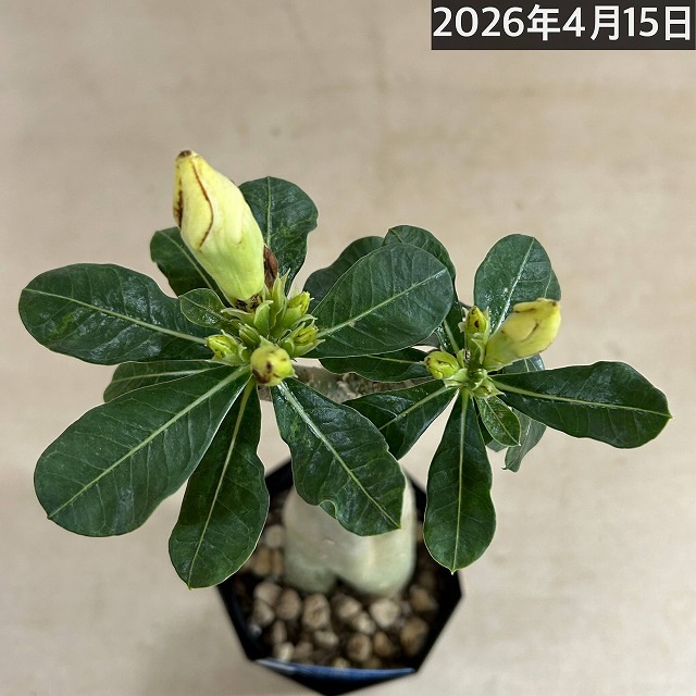 個体B】アデニウム オベスム 天空のバラ 4号鉢(現品)｜芳樹園