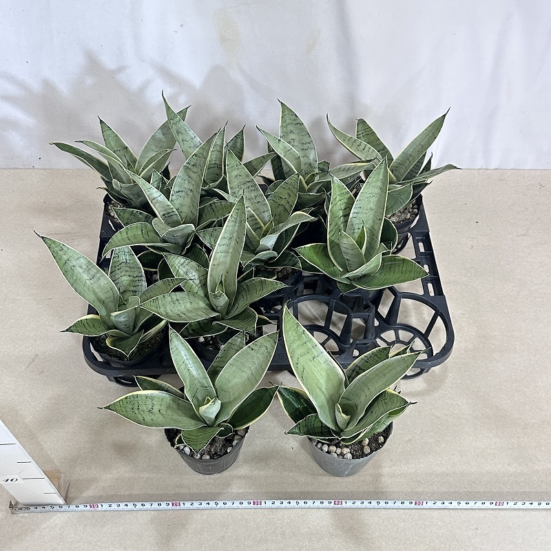 サンセベリア シルバーハニー 3.5号(個体おまかせ1鉢)｜芳樹園