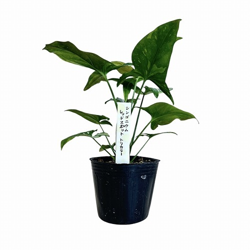 シンゴニウムトリカラーとレッドラーバーのミックス Amazon｜シンゴニウム トリカラー 希少 レッドスポット 観葉植物