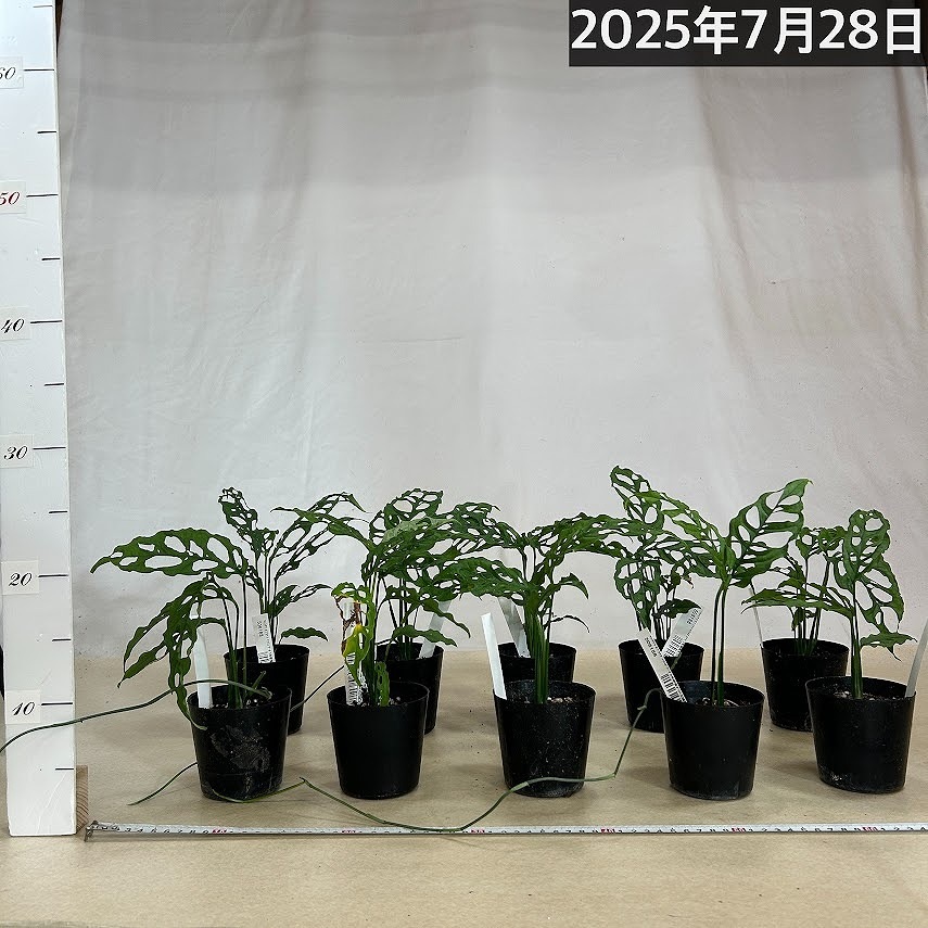 モンステラ オブリクア sp. 3号硬質ポット(個体おまかせ1鉢)｜芳樹園