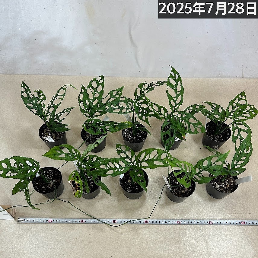 モンステラ オブリクア エクスピラータ 3号硬質ポット(個体おまかせ1鉢