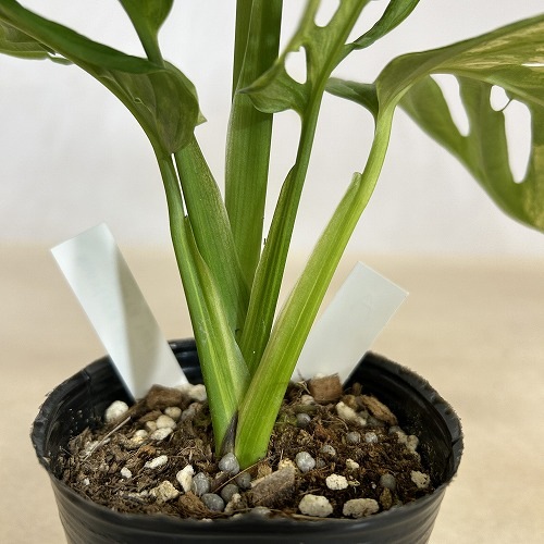 Monsty エレアコ ステージ映えするグリーンのトップ！ サンディエゴタウン - サンディエゴタウンがゆく！[サンディエゴ