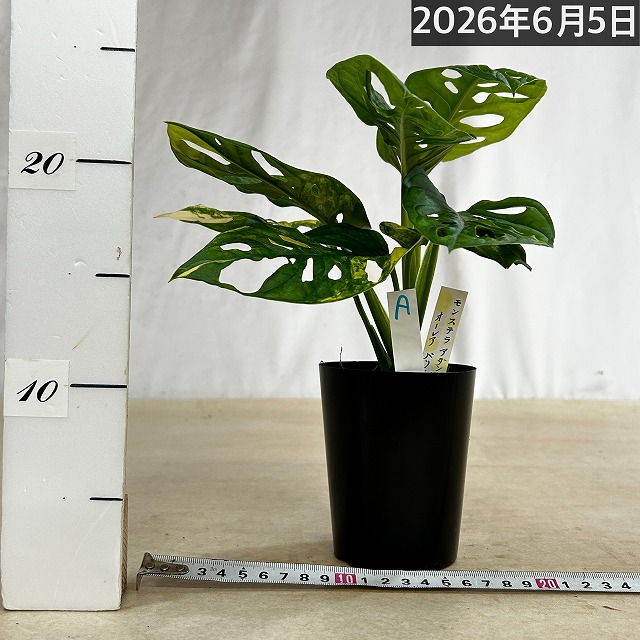 モンステラ アダンソニー オーレア バリエガータ 3号ポット 個体A(現品