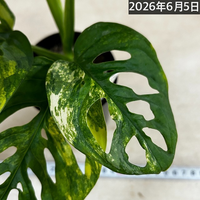 モンステラ アダンソニー オーレア バリエガータ 3号ポット 個体A(現品