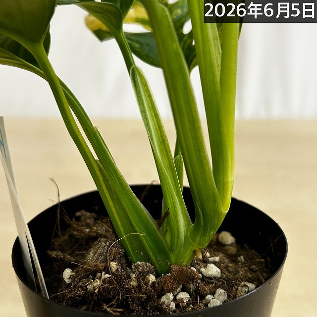 モンステラ アダンソニー オーレア バリエガータ 3号ポット 個体A(現品