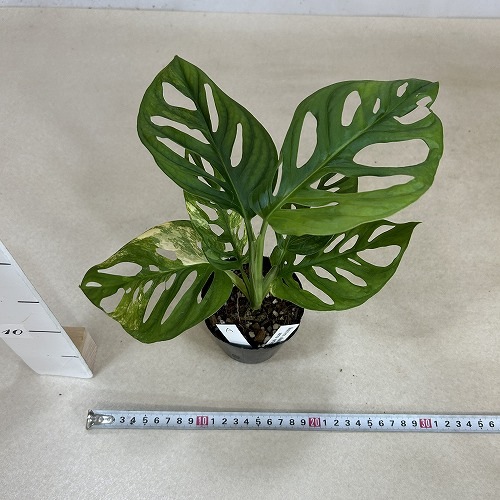 モンステラ アダンソニー オーレア バリエガータ 3号ポット 個体A(現品