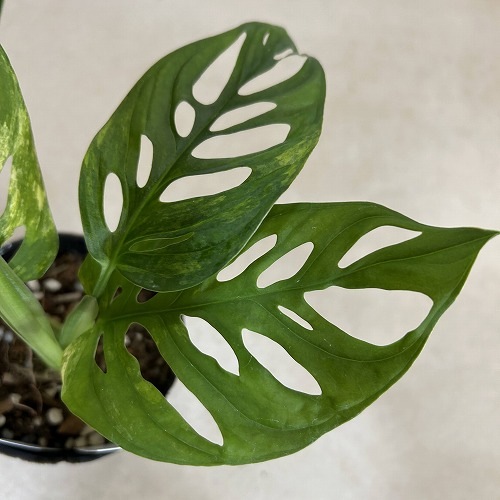 【希少植物4】 モンステラ アダンソニー バリエガタ 最上美術株 楽天市場】希少! 観葉植物 モンステラ アダンソニー 斑入り 4号