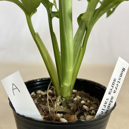 【希少植物4】 モンステラ アダンソニー バリエガタ 最上美術株 楽天市場】希少! 観葉植物 モンステラ アダンソニー 斑入り 4号
