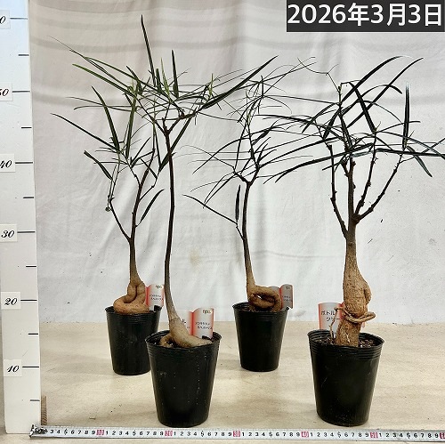 ボトルツリー(ブラキキトン ルペストリス) 4号ロングポット(個体