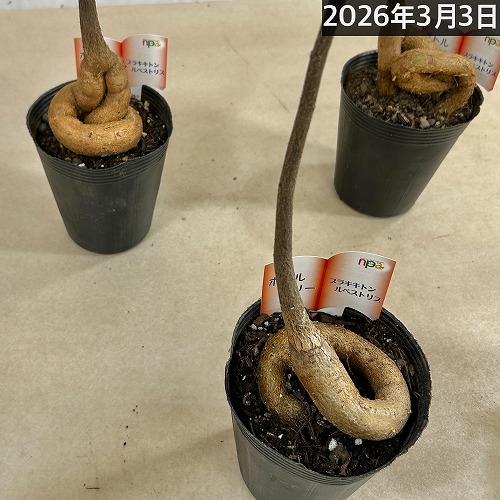 ボトルツリー(ブラキキトン ルペストリス) 4号ロングポット(個体