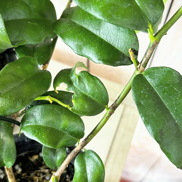 ホヤ カンパニュラータ 4号吊り鉢(個体おまかせ1鉢)｜株式会社芳樹園