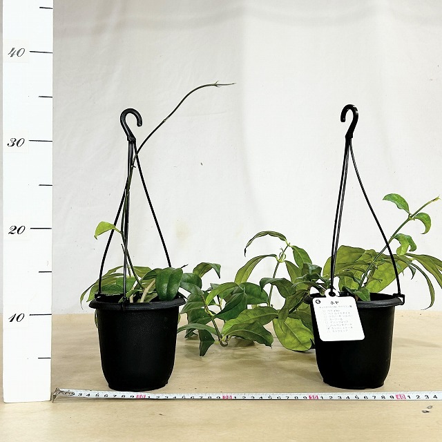 のり様　ホヤ・カンパニュラータ 観葉植物 吊り下げ calm cafe ホヤ カンパニュラータ 4号吊り鉢(個体おまかせ1鉢)｜株式会社芳樹園