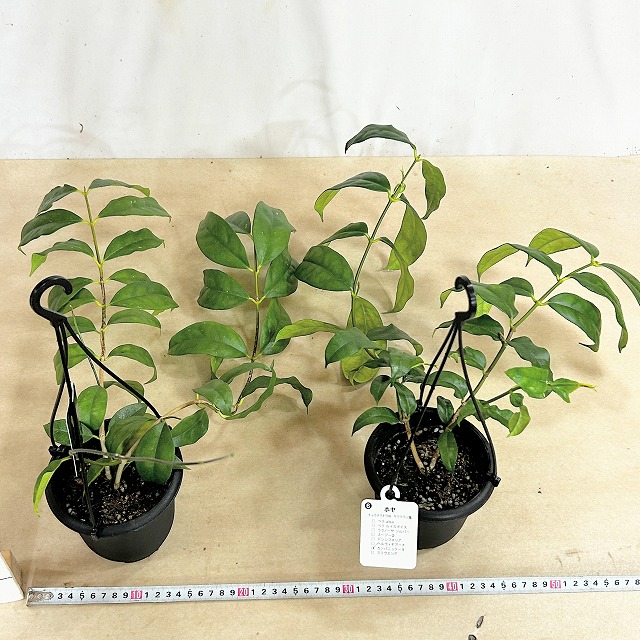ホヤ カンパニュラータ 4号吊り鉢(個体おまかせ1鉢)｜株式会社芳樹園