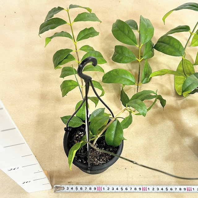 ホヤ カンパニュラータ 4号吊り鉢(個体おまかせ1鉢)｜株式会社芳樹園