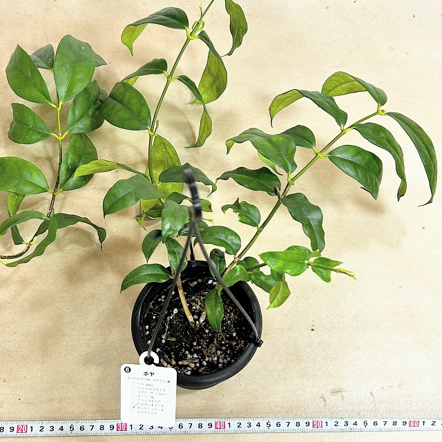 ホヤ カンパニュラータ 4号吊り鉢(個体おまかせ1鉢)｜株式会社芳樹園
