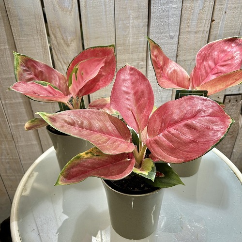 アグラオネマ タイランドレッド 4号｜芳樹園オンラインショップ