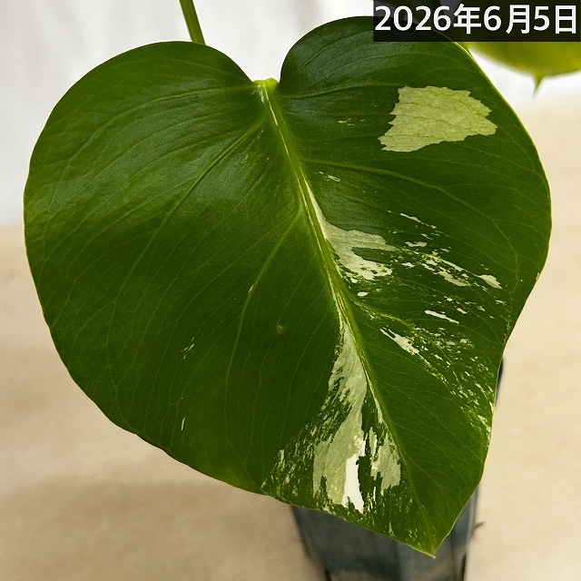 モンステラ ホワイトタイガー 4号スリット鉢 個体B｜芳樹園オンライン