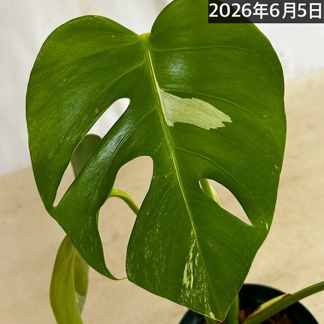 モンステラ ホワイトタイガー 4号スリット鉢 個体B｜芳樹園オンライン