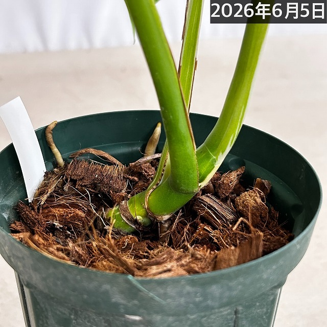 モンステラ ホワイトタイガー 4号スリット鉢 個体B｜芳樹園オンライン