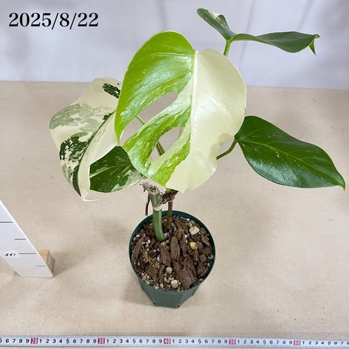 モンステラ ホワイトタイガー 4号スリット鉢 個体B｜芳樹園