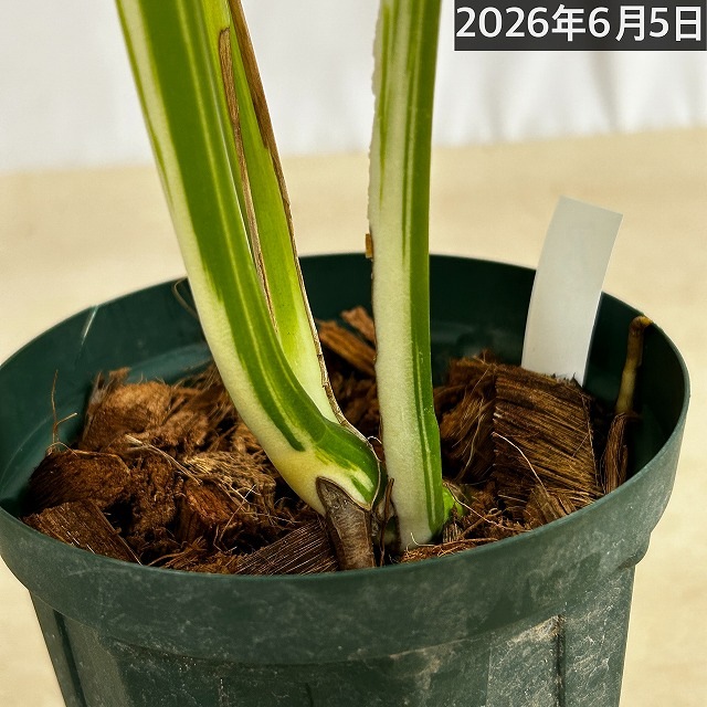 モンステラ ホワイトタイガー 4号スリット鉢 個体B｜芳樹園オンライン