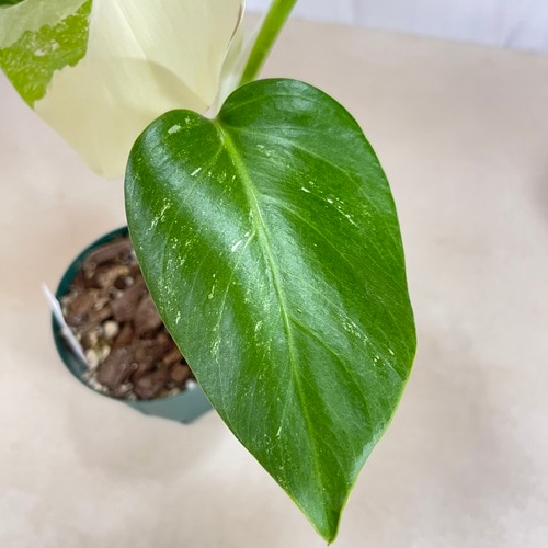 モンステラ ホワイトタイガー 4号スリット鉢 個体B｜芳樹園