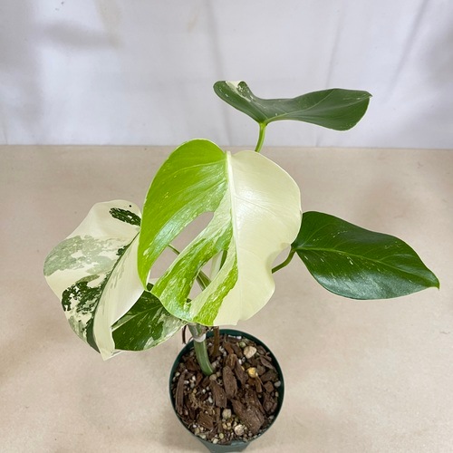 モンステラホワイトタイガー茎20株m.b.f.k モンステラホワイトタイガー茎20株m.b.f.k モンステラホワイト