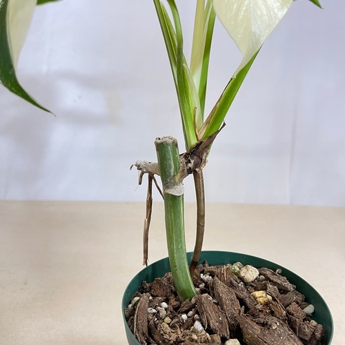 モンステラ ホワイトタイガー 4号スリット鉢 個体B｜芳樹園