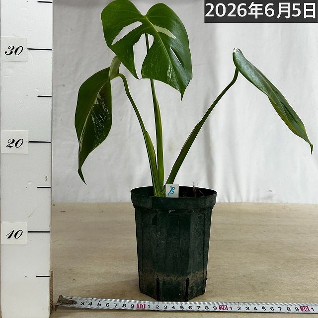 モンステラ ホワイトタイガー 4号スリット鉢 個体B｜芳樹園オンライン