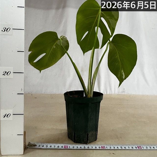 モンステラ ホワイトタイガー 4号スリット鉢 個体B｜芳樹園オンライン