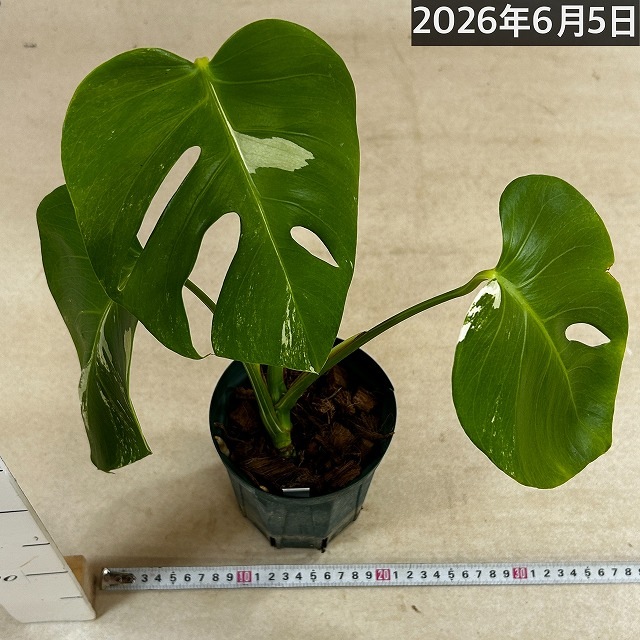 モンステラ ホワイトタイガー 4号スリット鉢 個体B｜芳樹園オンライン