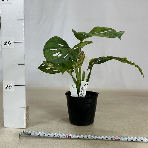 【希少植物4】 モンステラ アダンソニー バリエガタ 最上美術株 希少植物4】 モンステラ アダンソニー バリエガタ 最上美術株