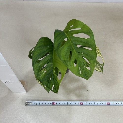 モンステラ アダンソニー オーレア バリエガータ 3号ポット 個体