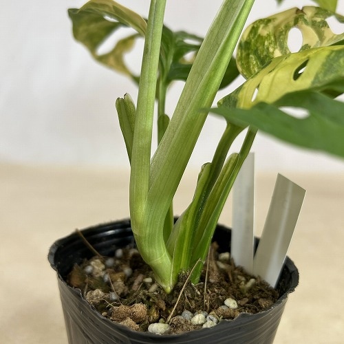 モンステラ・アダンソニー・オーレア植物のみ モンステラ・アダンソニー・オーレア植物のみ モンステラ