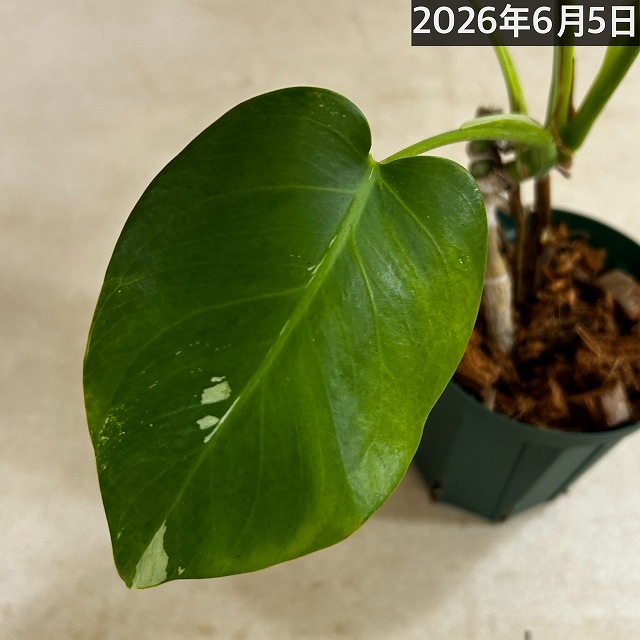 モンステラ ホワイトタイガー 4号スリット鉢 個体C｜芳樹園オンライン