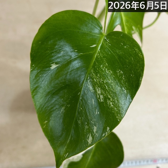 モンステラ ホワイトタイガー 4号スリット鉢 個体C｜芳樹園オンライン
