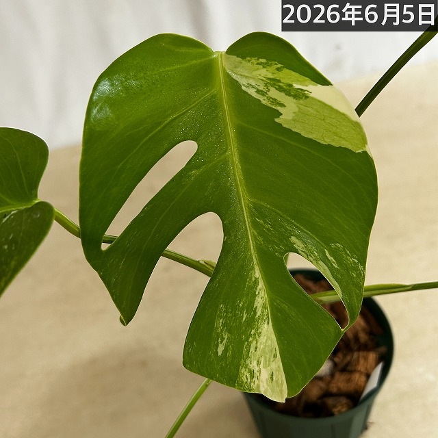 モンステラ ホワイトタイガー 4号スリット鉢 個体C｜芳樹園オンライン