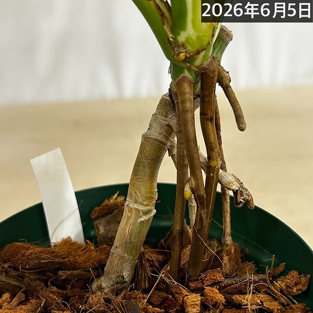モンステラ ホワイトタイガー 4号スリット鉢 個体C｜芳樹園オンライン