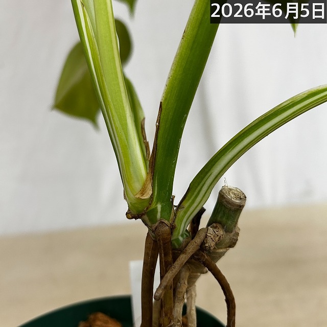 モンステラ ホワイトタイガー 4号スリット鉢 個体C｜芳樹園オンライン