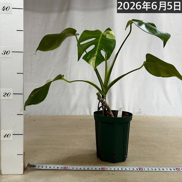 モンステラホワイトタイガー 4号 モンステラ ホワイトタイガー 4号スリット鉢 個体C｜芳樹園オンライン
