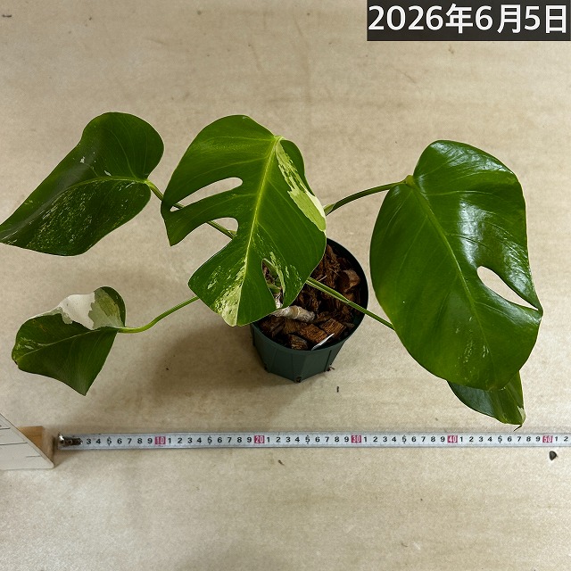 モンステラ ホワイトタイガー 4号スリット鉢 個体C｜芳樹園オンライン
