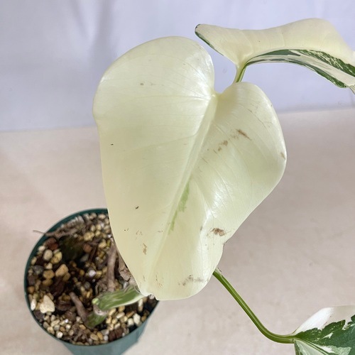 モンステラ　ホワイトタイガー モンステラホワイトタイガー（アルボ）(Monstera Albo White