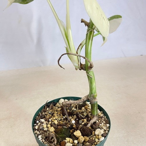 モンステラ ホワイトタイガー 4号スリット鉢 個体C｜芳樹園