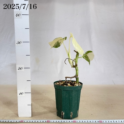 モンステラホワイトタイガー 樹形良し、鉢込み モンステラ ホワイトタイガー 4号スリット鉢 個体C|芳樹園